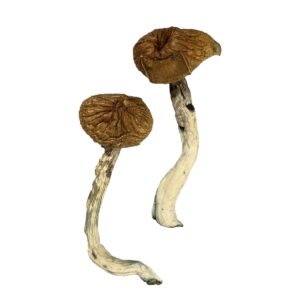 Buy Dancing Tiger Magic Mushrooms