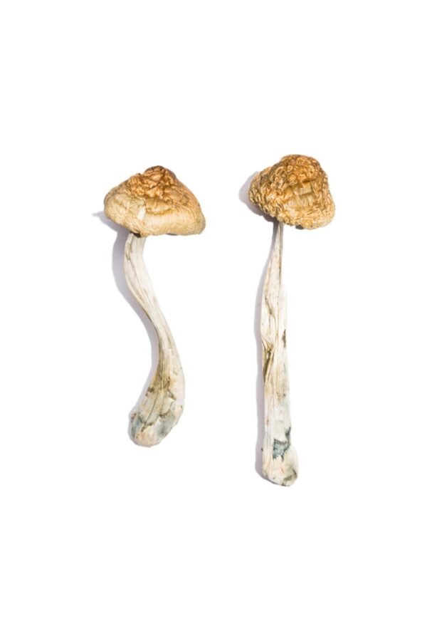 Buy McKennaii Magic Mushrooms USA