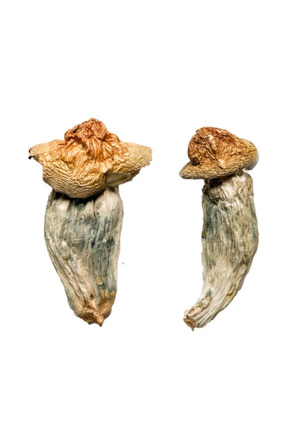 Buy Melmac (Homestead Penis Envy) Magic Mushrooms online