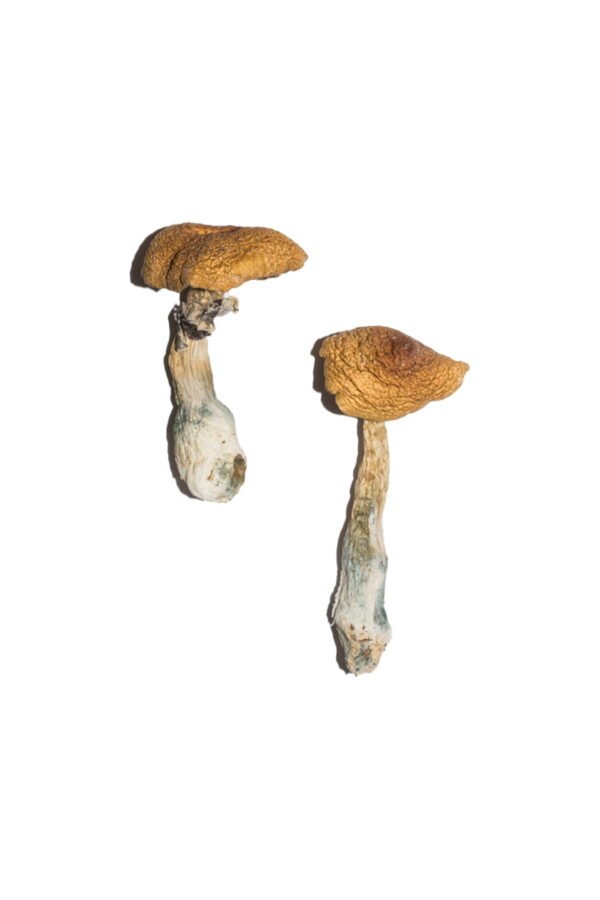 Buy Penis Envy 6 (PE6) Magic Mushrooms
